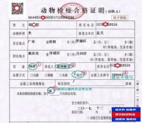 飛機空運寵物多少錢?寵物托運怎么辦理?