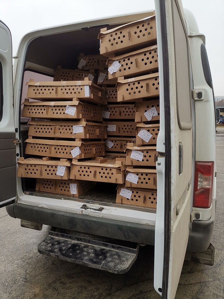 航空貨運活家禽