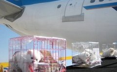 「寵物托運」寵物托運公司哪家好？（附狗狗托運收費標準）