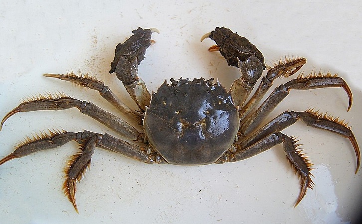 大閘蟹空運后能活幾天