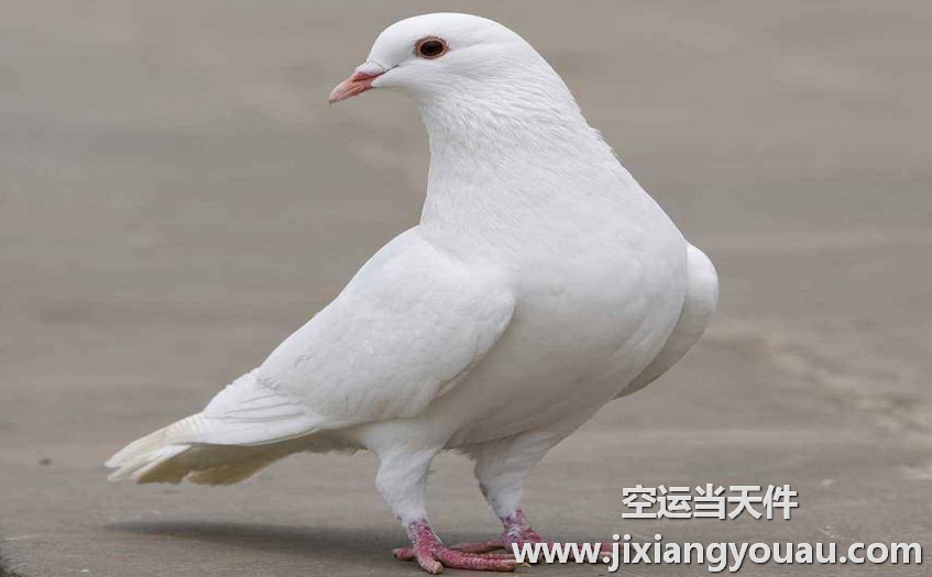 上海到武漢空運